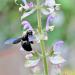 Salvia sclarea Clary Sage Essential Oil, Bulgaria