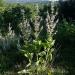 Clary Sage, Ukraine, Essential Oil, Social Enterprise