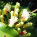 Syzygium aromaticum clove buds on tree