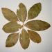 Photo of dried bay leaves in a circle, sold at Anarres