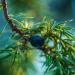 Juniper berry that's really a seed cones, on a branch