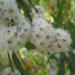 Eucalyptus_radiata_flowers_Anarres