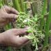 Harvester in India examining Cardomom pods t that make the essential oil