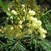 Acacia mearnsii - Black wattle (Fabaceae) Flowers at Polipoli, Maui, Hawaii.