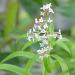 Lemon verbena Aloysia triphylla in flower