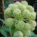 Blossom heads of the Angelica archangelica flower
