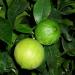 Two bergamot citrus fruit used to make artisanally distilled essential oil