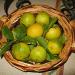 Bergamot Certified Organically Grown fruit in a woven basket
