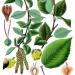 an illutration of sweet birch leaves and other plant parts