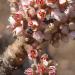 Pink Frankincense Indian flowers on the tree