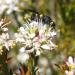 Buchu in flower, used to make buchu 3% essential oil at Anarres