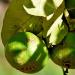 Dappled sunlight on the leaves and fruit of Bergamot aka Citrus bergamia