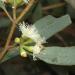 Flower buds and flowers of Eucalyptus polybractea in the Australian National Bot