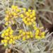 Curry Plant; Flowers. Growing on natural dune habitat. Marinha Grande, Portugal.