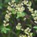 Litsea cubeba foliage and flowers.