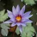 Photo of a blue lotus flower Nymphaea caerulea, sold dried at Anarres