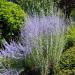 Herbal Oil: Russian Sage and Rice Bran bush