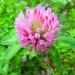 Clover Red Blossoms and Leaves, Certified Organic