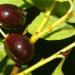 Laurel Berry aka Sugandh Kokila berries