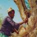 Somali man harvesting myrrh gum
