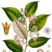 Illustration of Styrax benzoin plant by Köhler–s_Medizinal-Pflanzen