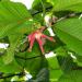 Dipterocarpus turbinatus aka gurjan, East Indian copaiba balsam