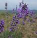Lavender growing to make the Social Enterprise Blend Essential Oil