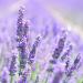 Lavender flowers representing lavender incense made by Anarres