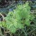 Mugwort, cut and sifted, Certified Organic, sold by the gram