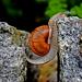 A red snail courageously crosses a gap in granite cobblestones