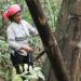 Indonesian woman in a red kerchief and white shirt taps a Styrax benzoin tree