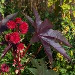 Ricinus communis cultivar - Parc Floral