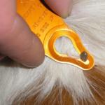 Using a tick key to remove a tick from a dog