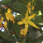 Closeup of Cananga odorata (Lam.) Hook. f. & Thomson