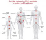 Human Bodies and EDCs-Infographics-How Low-Doses-Matter