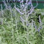 Herbal Oil: Russian Sage and Rice Bran flowers