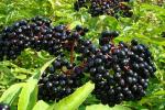 Elderberry Cordial Syrup