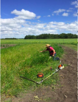 Steven Williams cultivating sweetgrass in Alberta, Canada