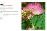 Book: Adaptogens, a Directory Albizia