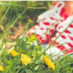 red sneakers in grass with dandelions